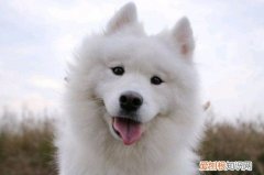 像狐狸一样的狗叫什么 像狐狸一样的狗品种
