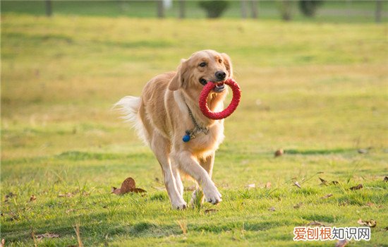 古牧犬拉稀怎么办啊 古牧犬拉稀怎么办