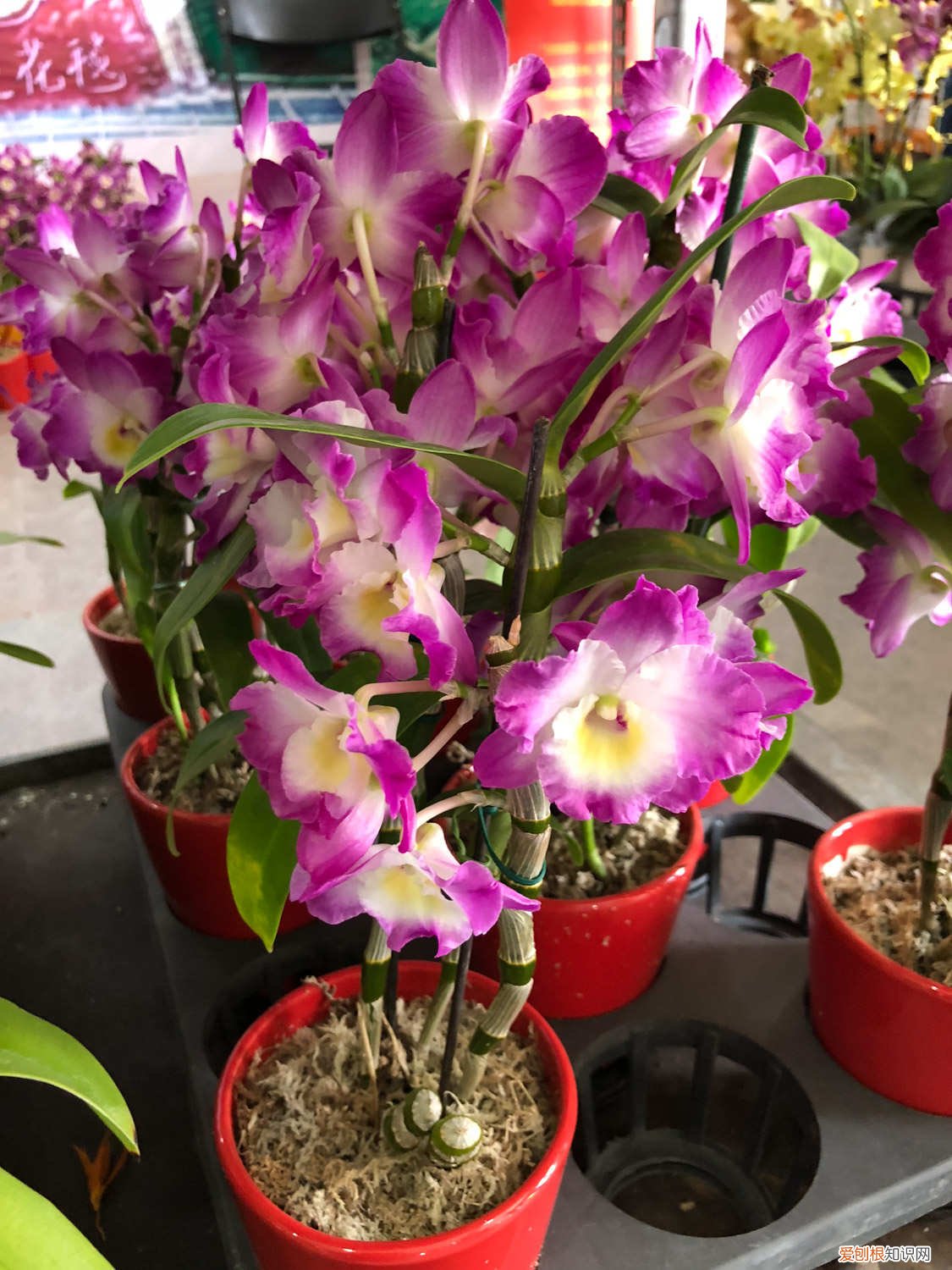 石斛换盆季节,换盆可以加底肥吗视频 石斛换盆季节，换盆可以加底肥吗