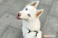白色哈士奇是怎么来的 白色哈士奇的由来