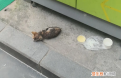 流浪猫为什么不吃饭 它可能饿得连路都走不动了
