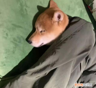 范丞丞的狗是什么狗 范丞丞的狗是什么类型的狗