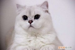 英短银渐层幼猫怎么养 怎么养英短银渐层猫
