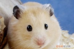 仓鼠可以吃鸡蛋饼吗 仓鼠可以吃鸡蛋