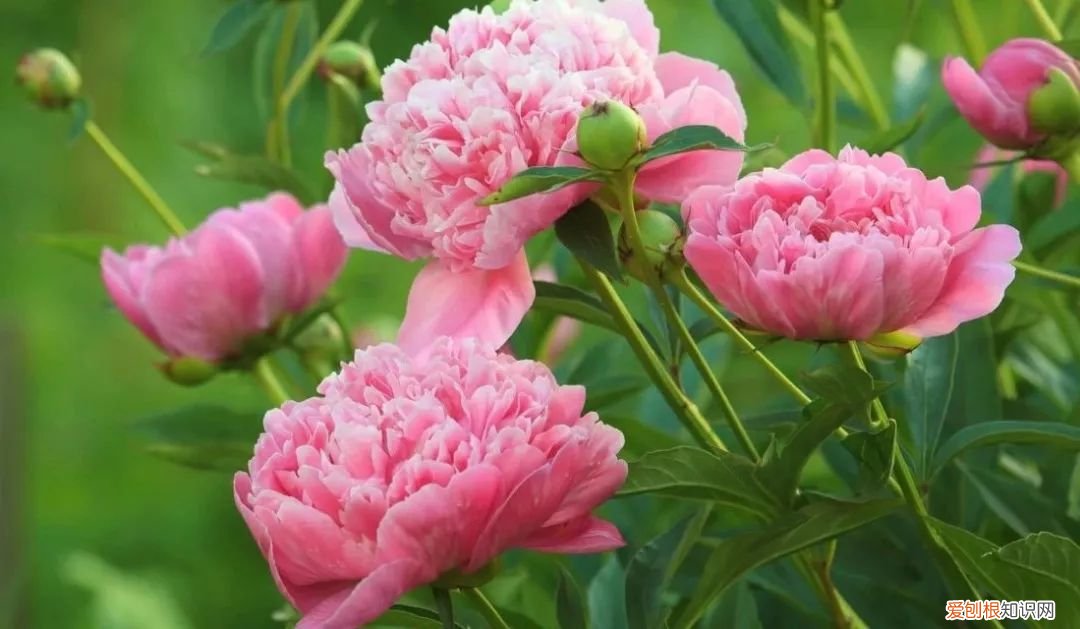 芍药对猫有毒吗,芍药花对猫有毒吗