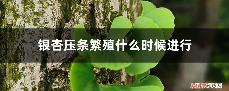 银杏繁殖是插条吗 银杏压条繁殖什么时候进行，银杏高压繁殖