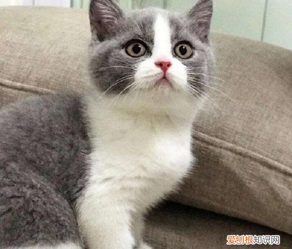 怎么看英短蓝白品相 英短蓝白小猫怎么看品相