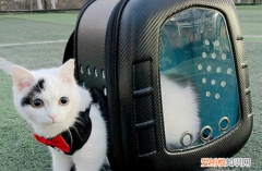 有猫包可以带上客车吗 有猫包可以带上公车吗