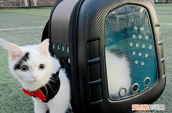 有猫包可以带上客车吗 有猫包可以带上公车吗