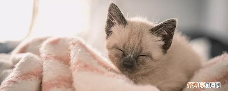 猫总是咕噜咕噜的叫 猫总是咕噜咕噜怎么回事