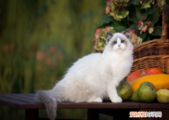 布偶猫为什么总是吐舌头 特殊嘴型的猫容易吐舌头