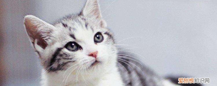猫薄荷会吸引野猫吗,猫薄荷能不能吸引野猫,猫薄荷能不能用来抓野猫