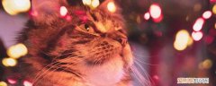 猫薄荷会让猫兴奋吗,为什么猫薄荷会让猫兴奋吗,猫薄荷会让猫兴奋过头吗