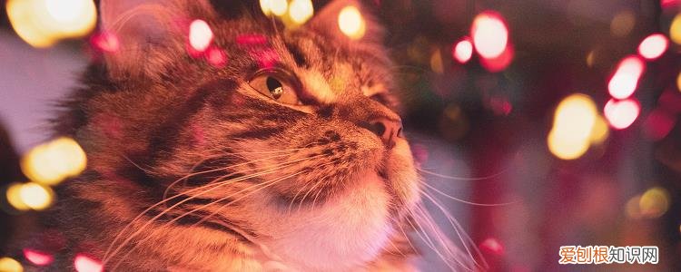 猫薄荷会让猫兴奋吗,为什么猫薄荷会让猫兴奋吗,猫薄荷会让猫兴奋过头吗