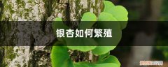 怎样繁殖银杏树苗 银杏如何繁殖，银杏树的繁殖方法