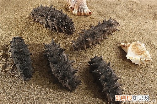 什么海参最好 如何选择优质海参