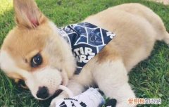 柯基加泰迪生出来是哪样的 柯基和泰迪生出来是个什么