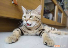 猫为什么会一直吐舌头哈气 猫为什么总是张嘴吐舌头
