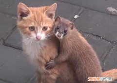 猫为什么不抓黄鼠狼 猫为什么不攻击黄鼠狼