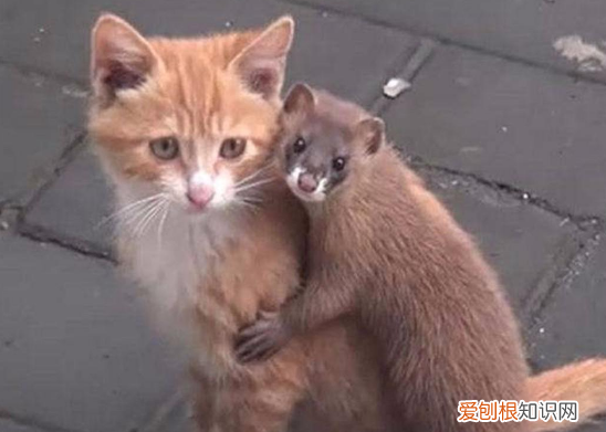 猫为什么不抓黄鼠狼 猫为什么不攻击黄鼠狼