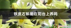 铁皮石斛可以放在阳台上养吗 铁皮石斛能在阳台上养吗，铁皮石斛好养吗
