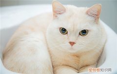猫猫为什么喜欢和人玩躲猫猫 小猫为什么爱躲猫猫