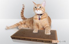 猫为什么那么喜欢用猫抓板 猫猫为什么会喜欢抓猫抓板