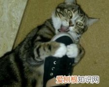 猫为什么喜欢我的臭鞋子 小猫为什么喜欢闻臭鞋子