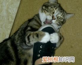 猫为什么喜欢我的臭鞋子 小猫为什么喜欢闻臭鞋子