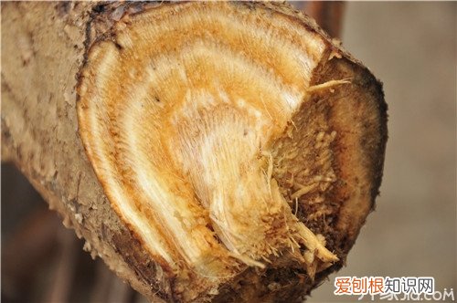 野生葛根粉保健功效 野生葛根粉营养价值