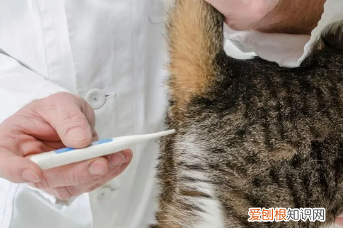 怎样给猫咪量体温? 如何给猫量体温