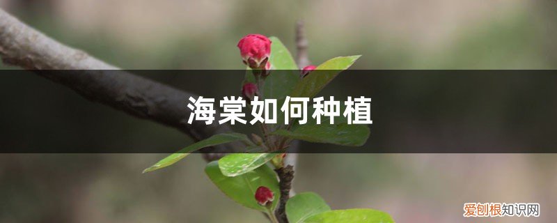 什么海棠适合室内栽种 海棠如何种植，冬季可以在室外吗