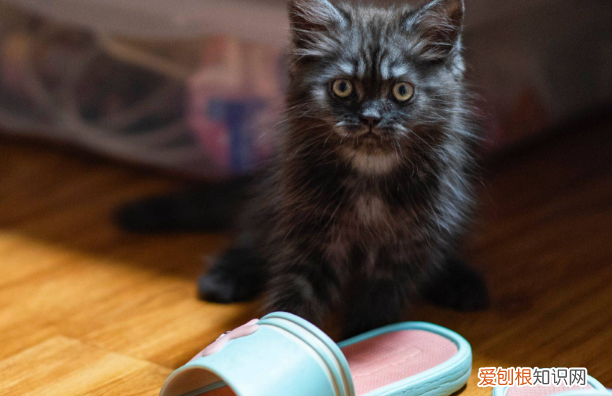 猫为什么喜欢抱着主人的拖鞋睡觉 猫为什么喜欢抱着主人的拖鞋
