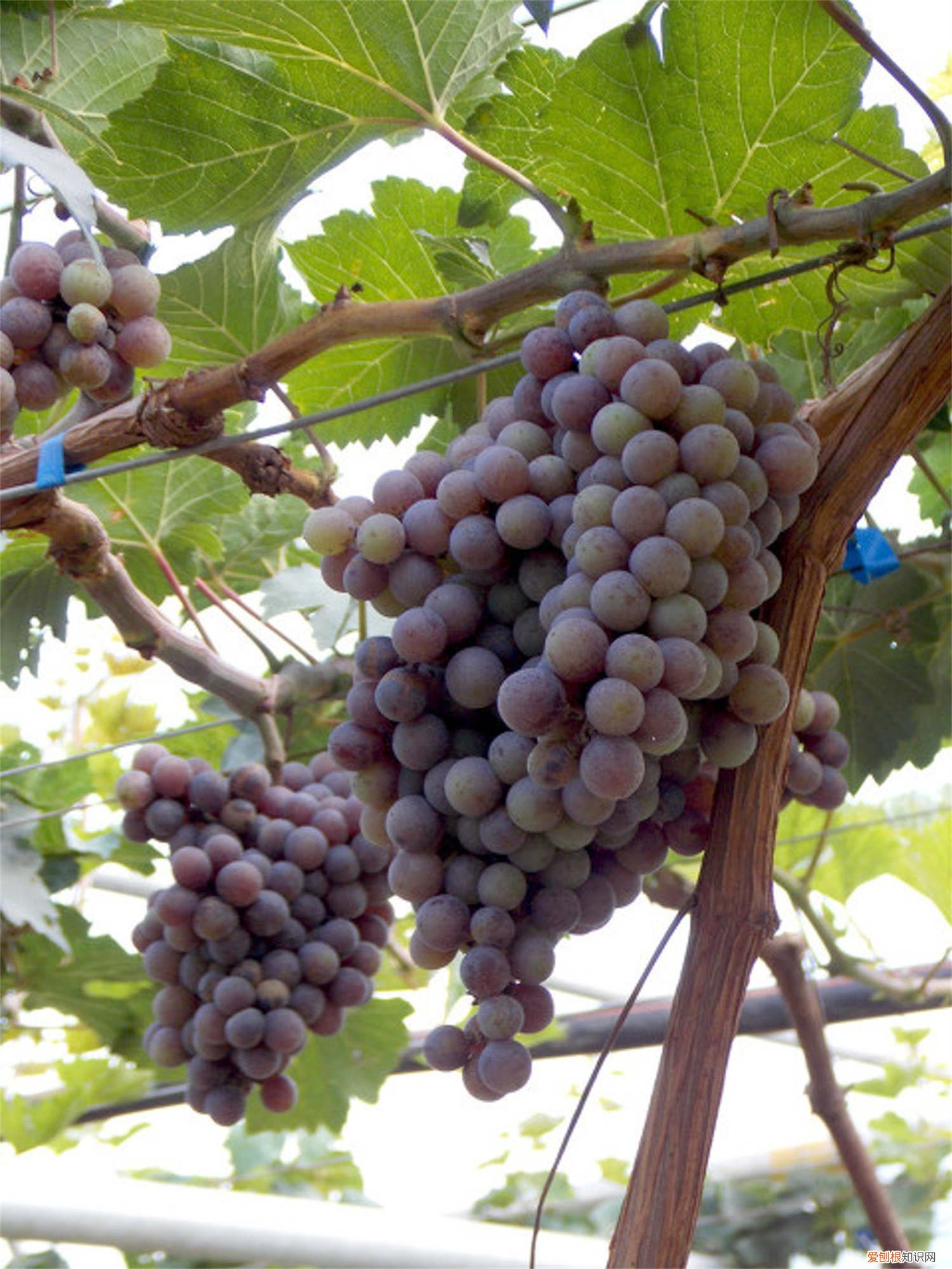 南方葡萄苗什么时候种植最好 南方葡萄什么时候种植最好，选什么品种