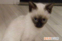 暹罗猫为什么都流浪了 特立独行的暹罗猫
