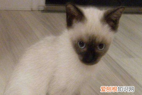 暹罗猫为什么都流浪了 特立独行的暹罗猫