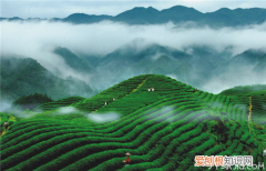 最详细茶叶大全 茶叶种类介绍