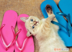 猫为什么会喜欢啃咬拖鞋 猫为什么总咬主人鞋