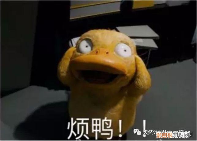 动物粪便垃圾分类，养宠人必备——宠物垃圾分类指南