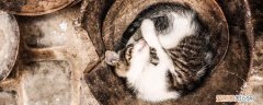 猫为什么喜欢闻屁股 辨味识猫