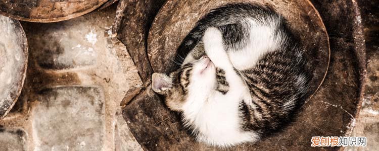 猫为什么喜欢闻屁股 辨味识猫