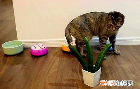 猫为什么看见黄瓜会跳起来 猫为什么看到黄瓜会跳起来