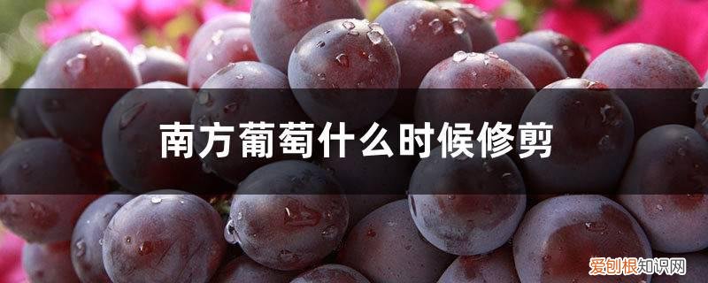 南方葡萄什么时候剪枝最好 南方葡萄什么时候修剪,修剪时间和方法