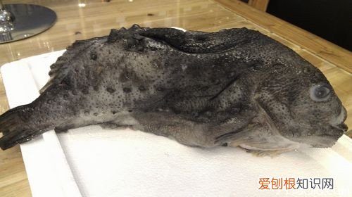 海参斑鱼多少钱一斤 海参斑鱼好不好