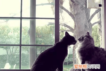 猫为什么每天喜欢坐在窗户看外面 向往外面的世界