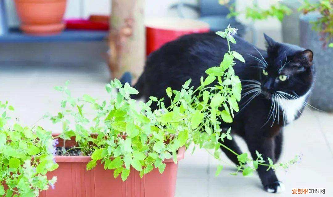 猫薄荷到底是什么东西 猫薄荷是什么东西