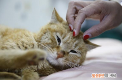 猫为什么疯狂攻击我的手 猫咪的狩猎天性