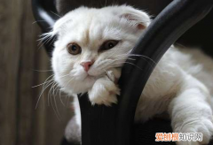 猫为什么喜欢躲在黑暗里 猫为什么喜欢躲在黑的地方