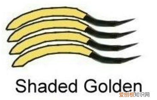 金渐层11与12区别 如何区分金渐层的11和12