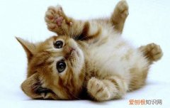 猫剃了毛可以洗澡吗 猫咪剃毛要洗澡吗,猫咪剃毛要洗澡吗,猫咪剃毛还能洗澡吗